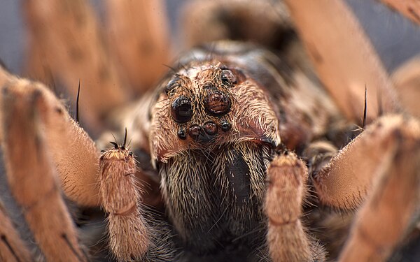 Wolf Spider