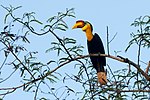 Thumbnail for Wrinkled hornbill