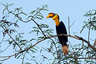 <span class="mw-page-title-main">Wrinkled hornbill</span> Species of bird