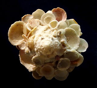 <i>Xenophora conchyliophora</i> species of mollusc