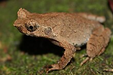 Xenophrys brachykolos.jpg