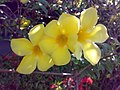 Yellow bells in article Tecoma stans