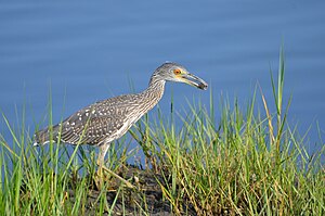 List Of Birds Of Virginia