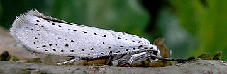 Yponomeutoidea Superfamily of moths