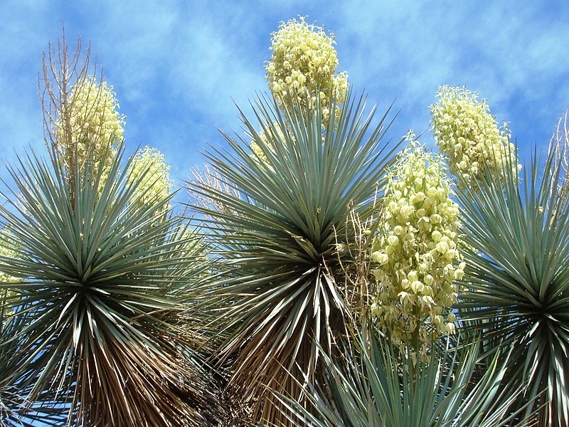 File:Yucca-gloriosa-20080330.JPG