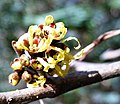 Hamamelis / detail