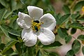 * Nomination Altica ampelophaga in Rosa rugosa flower. Trail to Medvezhiy waterfall, Ile-Alatau national park: Yenbekshikazakh District, Almaty Region, Kazakhstan. By User:ElenaLitera --Красный 03:44, 24 June 2024 (UTC) * Promotion Good quality. --Kritzolina 20:13, 27 June 2024 (UTC)