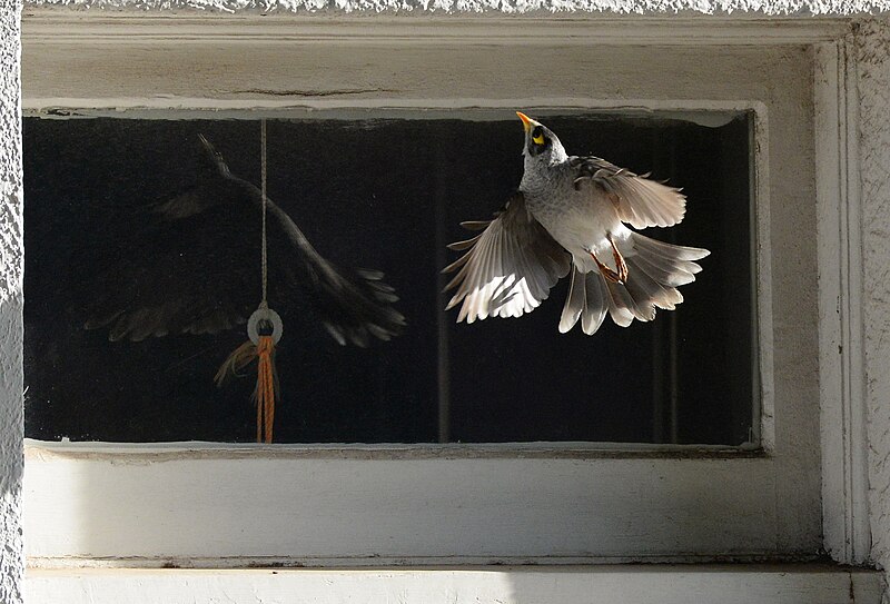 File:(1)Noisy Miner Kensington-2.jpg