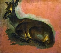 Jeune cerf couché (Young deer lying dow) - Pieter Boel - Musée des Beaux-Arts d'Agen