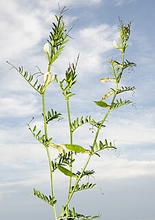 <i>Vicia lutea</i> Species of flowering plant in the bean family Fabaceae