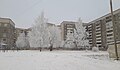 Деревья, покрытые инеем в Петрозаводске