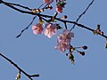 カワヅザクラ(河津桜)(Cerasus lannesiana Carrière, 1872 'Kawazu-zakura')-花 (6966167584).jpg