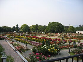 敷島公園ばら園