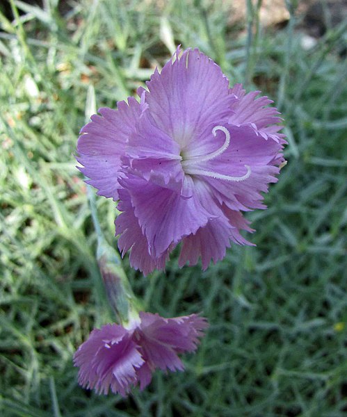 File:石竹屬 Dianthus moravicus -維也納大學植物園 Vienna University Botanical Garden- (28212075925).jpg