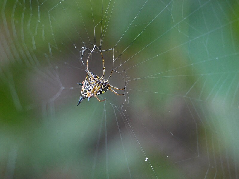 File:... spider -- jungle spiny spider -- ¿ Gasteracantha hasselti ? (5213748917).jpg
