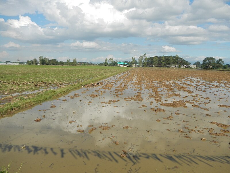 File:09383jfRoads Paddy fields Domesticated ducks Bahay Pare Center Candaba Pampangafvf 17.JPG