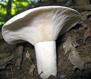 The long-stemmed pepper milkling (Lactifluus piperatus)