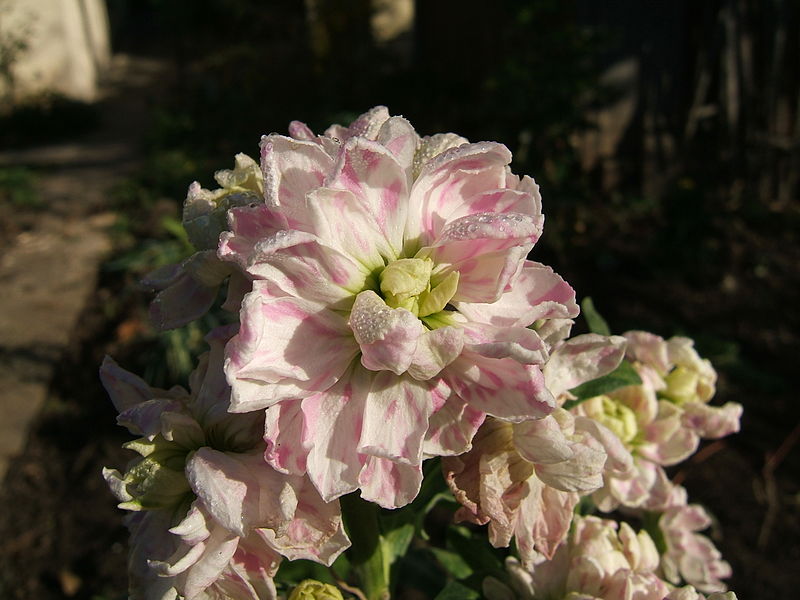 File:2006-11-16Matthiola06.JPG