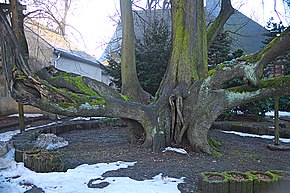 Resurrection linden tree
