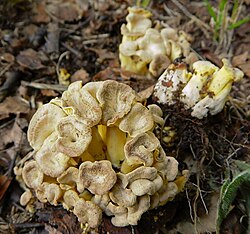 Mustuv torbikseen Cantharellus melanoxeros