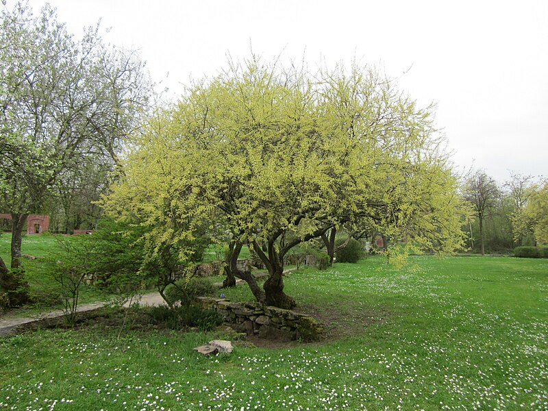 File:20130421Salix alba1.jpg