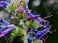 Blauer Natternkopf - Echium vulgare