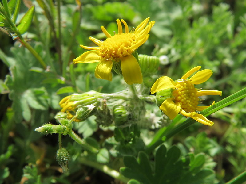 File:20140323Senecio vernalis2.jpg