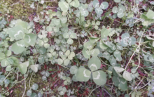 White clover 2017-07-12 1655 clover.png