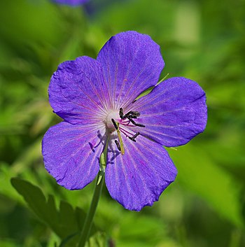 Meadow crane's-bill - Geranium pratense