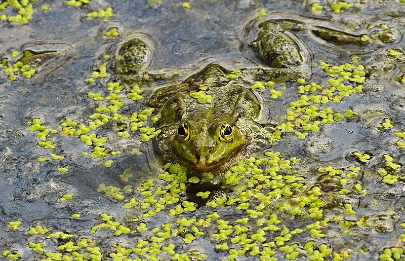 File:2018.05.11.-25-Kirschgartshaeuser Schlaege Mannheim--Teichfrosch-Maennchen.jpg