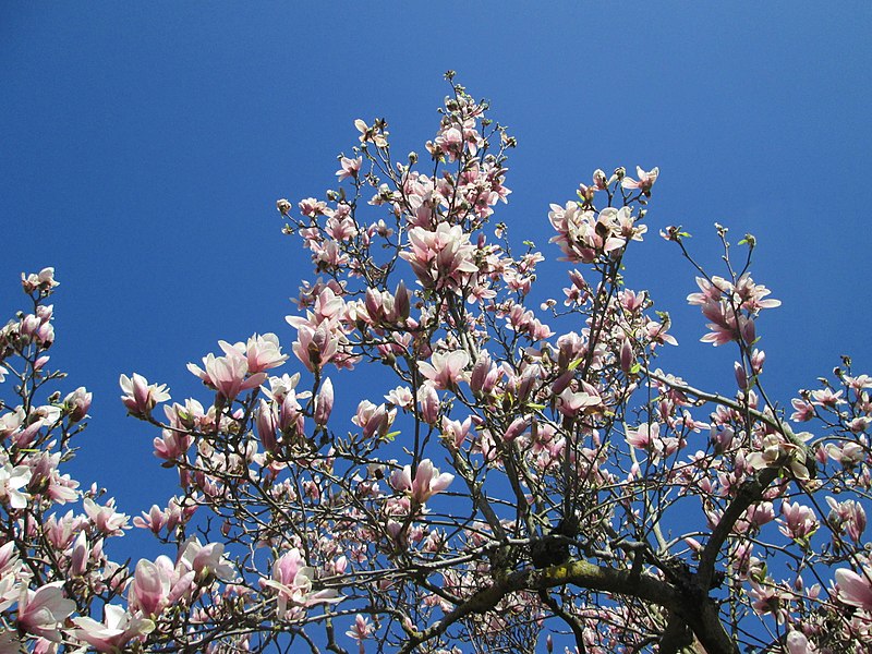 File:20180407Magnolia x soulangeana3.jpg