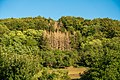 Deutsch: geschädigter Mischwald bei Ingelfingen-Criesbach im August 2020.