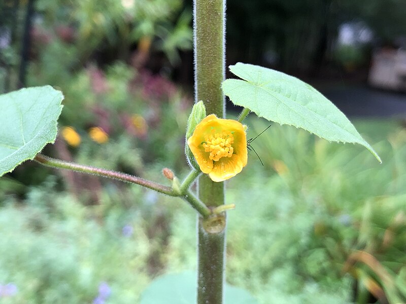 File:2023-08-25 10 35 05 Velvetleaf leaves and flower along Forest Lane in the Mountainview section of Ewing Township, Mercer County, New Jersey.jpg