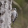 Thumbnail for File:20240325 downy woodpecker earle park PD205975.jpg