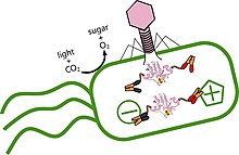 When phage P-SSM2 Fd (Myoviridae, genus Salacisavirus, pink) infects the ubiquitous Prochlorococcus marinus cyanobacteria, it produces a ferredoxin protein that hooks into the bacteria's existing electrical structure and alters its metabolism. 232757 web prochlorococcus marinus phage P-SSM2 Fd.jpg