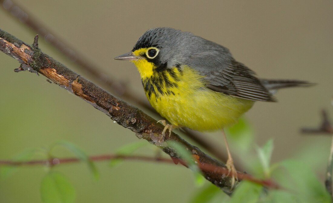 Canada warbler