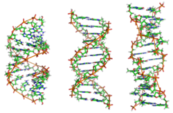 A-DNA, B-DNA and Z-DNA.png