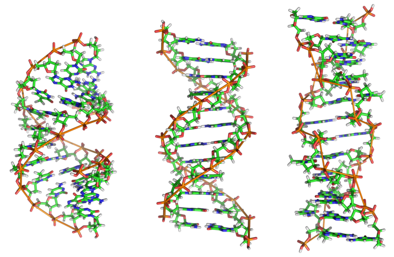 https://commons.wikimedia.org/wiki/File:A-DNA,_B-DNA_and_Z-DNA.png