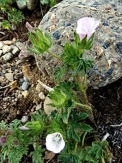 <i>Althaea hirsuta</i> Species of plant