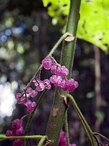 Fruit AULakeEuchamDendrocnide moroides.jpg