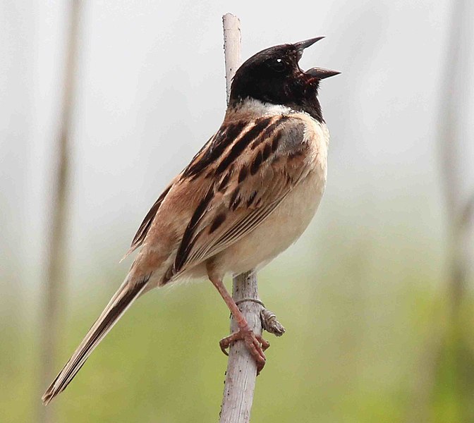 File:A Japanese reed bunting (cropped).jpg