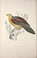 A century of birds from the Himalaya Mountains (TAB. LVII) (9240049902).jpg