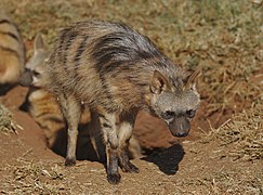 Aardwolf, Proteles cristata, at Lion and Rhino Reserve, Gauteng, South Africa (47987206577).jpg