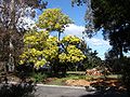 Acacia prominens 1.jpg