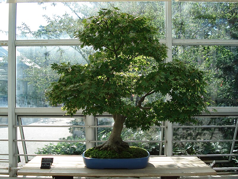 File:Acer Palmatum bonsai.JPG