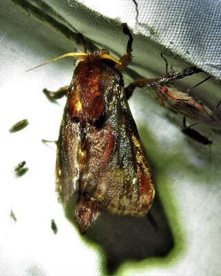 <i>Acharia extensa</i> Species of moth