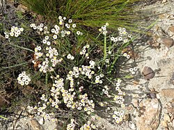 Achyranthemum paniculatum Flipphi 1.jpg