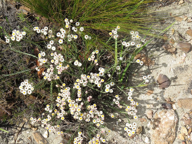 File:Achyranthemum paniculatum Flipphi 1.jpg