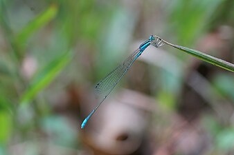 Green-striped Slender-Dartlet / Asian Slim Damselfly Aciagrion occidentale,