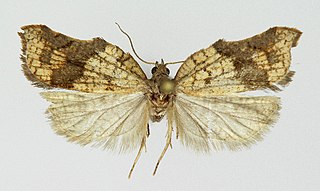 <i>Acleris effractana</i> Species of moth